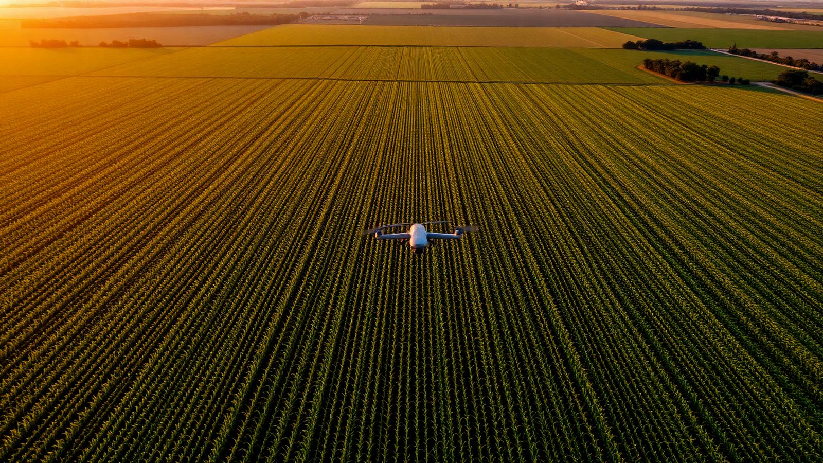 Campos de cultivo ao pôr do sol